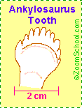Ankylosaur tooth