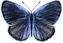 Karners Blue Butterfly
