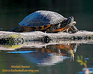 Close-up of a Red-Eared Slider and its Reflection