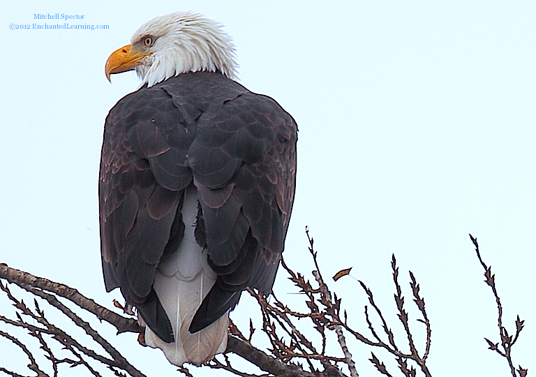 Bald Eagle Showing Tail Feathers