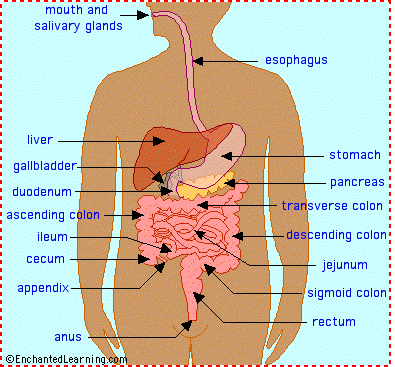digestive system diagram blank. As seen in the diagram above,