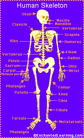 the human skeleton portrayal