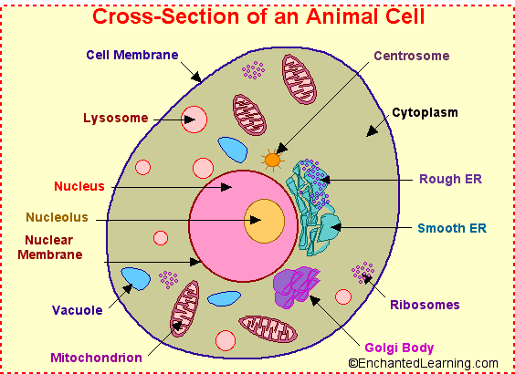  animal cell diagram using free printable venn 